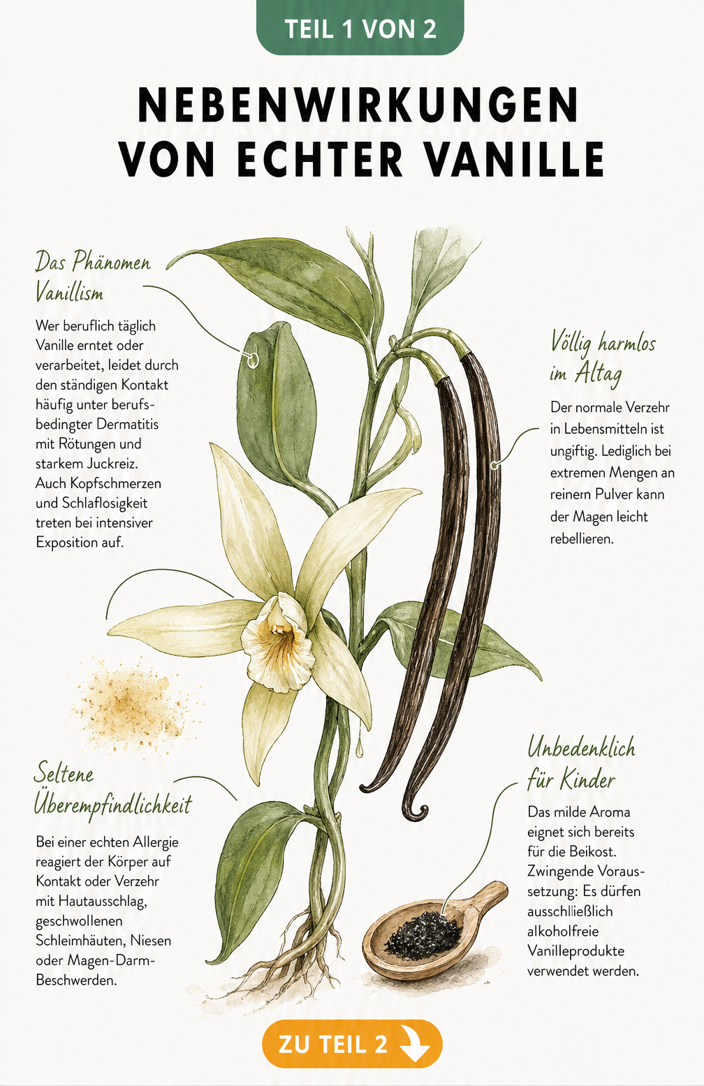 Botanische Illustration einer Vanillepflanze mit Schote und Blüte, die Nebenwirkungen wie Vanillism und Allergien erklärt.