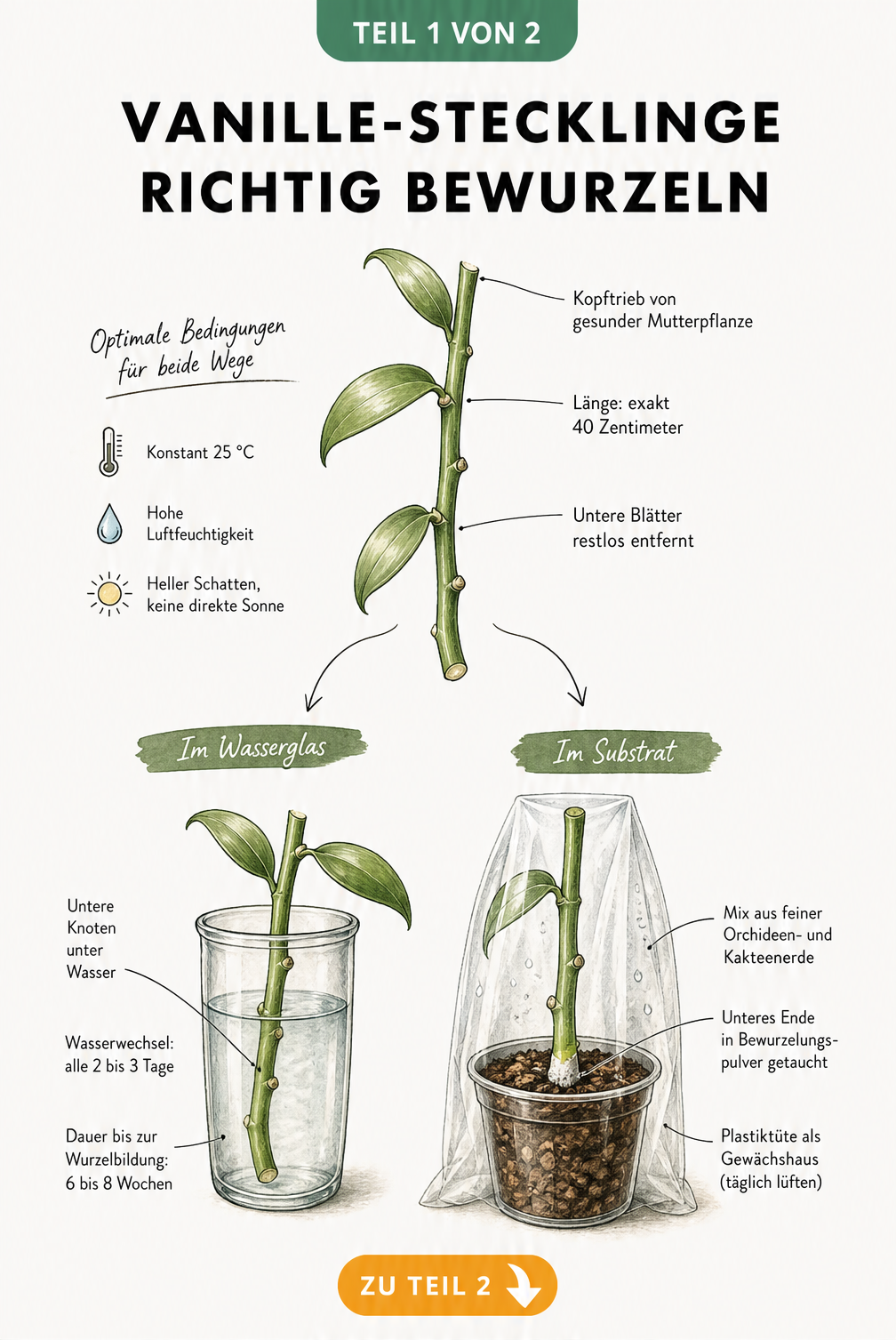 Botanische Illustration eines Vanilletriebs mit Schnittbildern zur Bewurzelung in Wasser und Erde