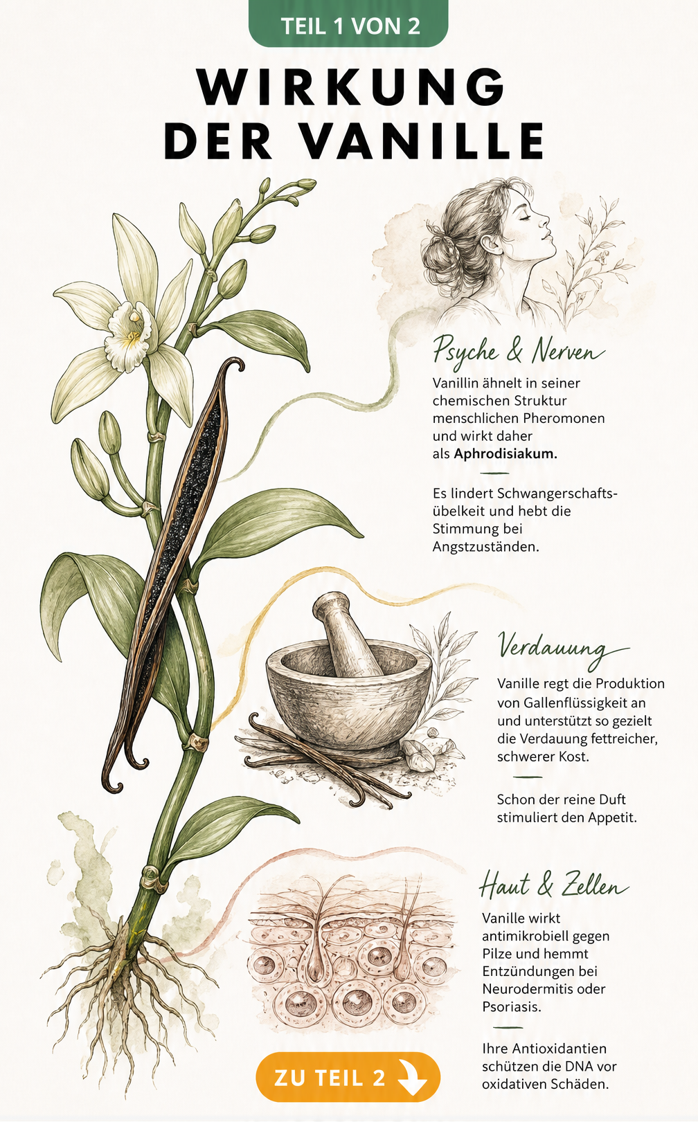 Botanische Illustration einer Vanillepflanze mit Erklärungen zur Wirkung auf Psyche, Verdauung und Haut