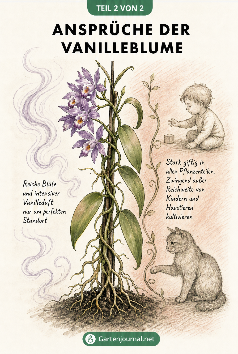 Botanische Lehrtafel der Vanilleblume mit Hinweisen zu Duft, Blüte und Giftigkeit für Kinder und Haustiere