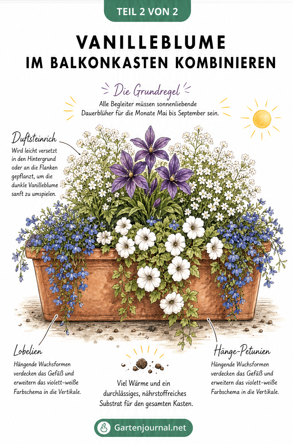 Zeichnung eines bepflanzten Balkonkastens mit violetter Vanilleblume, weißem Duftsteinrich, blauen Lobelien und weißen Hänge-Petunien