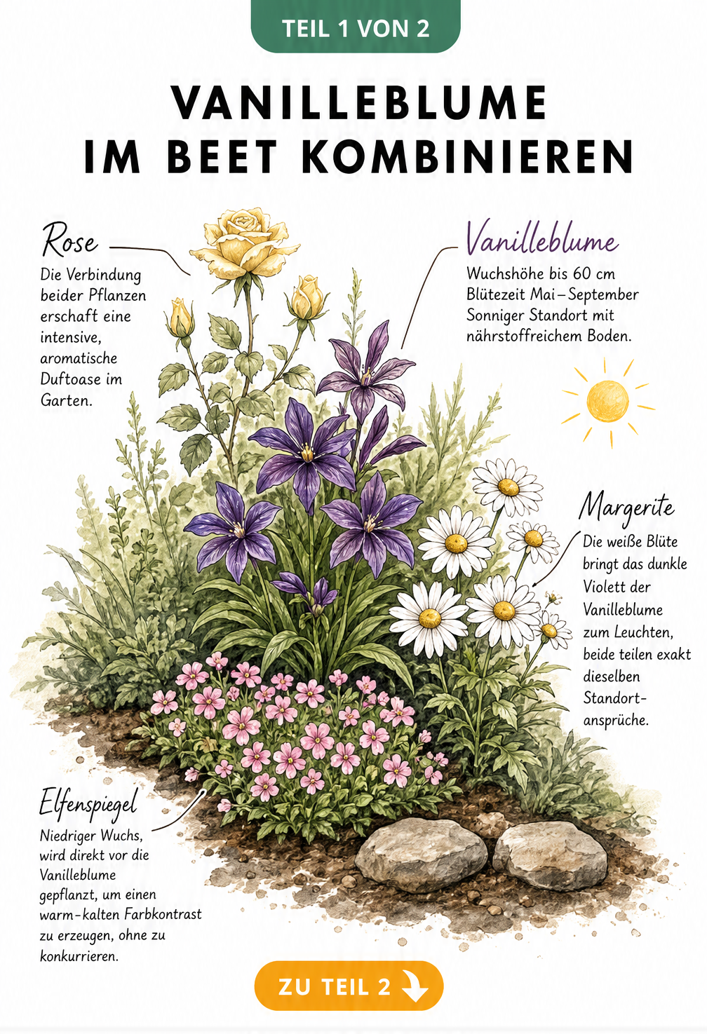 Aquarell-Illustration eines Gartenbeets mit violetter Vanilleblume, pinkem Elfenspiegel, weißer Margerite und zartgelber Rose