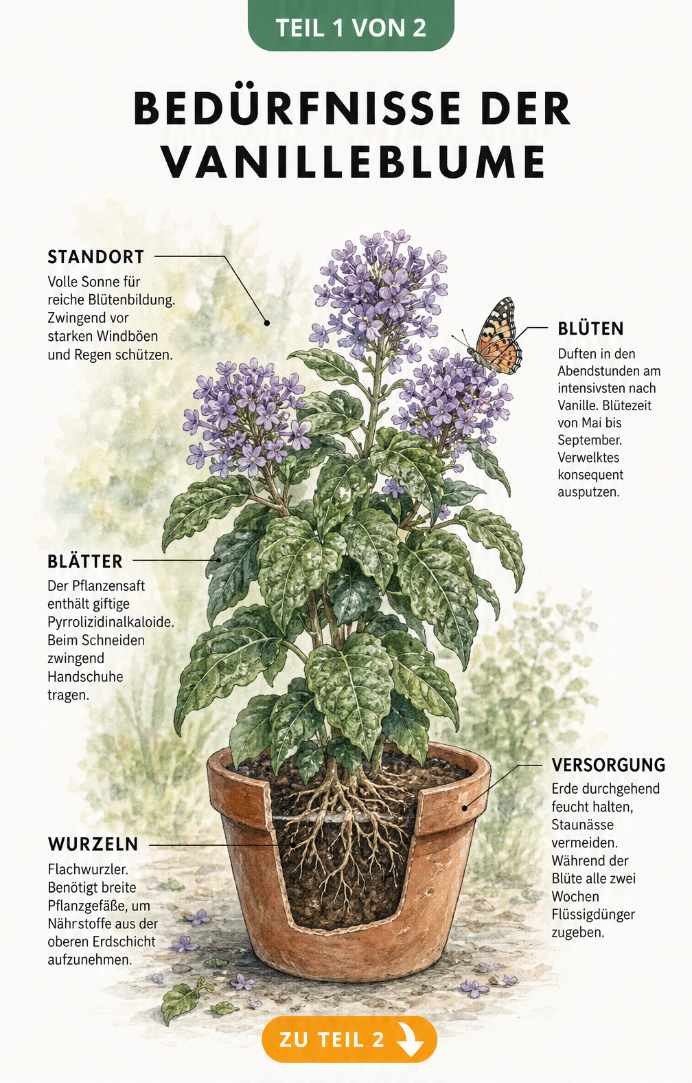 Botanische Illustration einer Vanilleblume im Terrakotta-Topf mit Beschriftungen zu Blüten, Blättern, Wurzeln, Standort und Versorgung