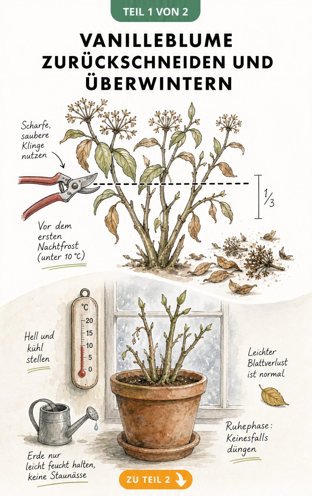 Illustration einer Vanilleblume beim Rückschnitt im Herbst und im kühlen, hellen Winterquartier