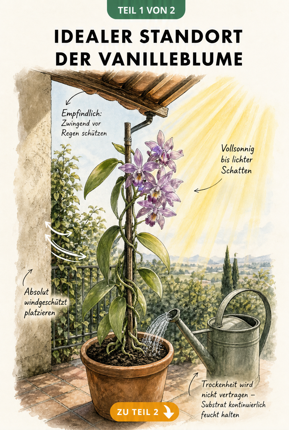 Illustration einer blühenden Vanilleblume im Terrakotta-Topf auf einer Terrasse mit Hinweisen zu Sonne, Windschutz und Gießen