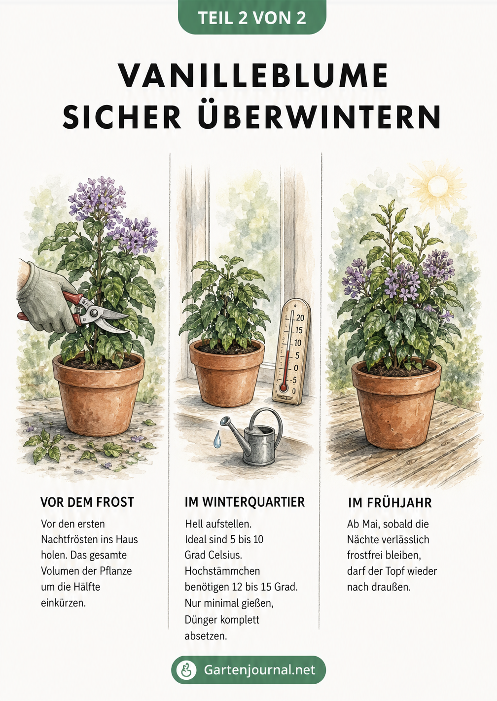 Illustration zur Überwinterung der Vanilleblume in drei Schritten: Rückschnitt vor dem Frost, kühles Winterquartier und Austrieb im Frühjahr