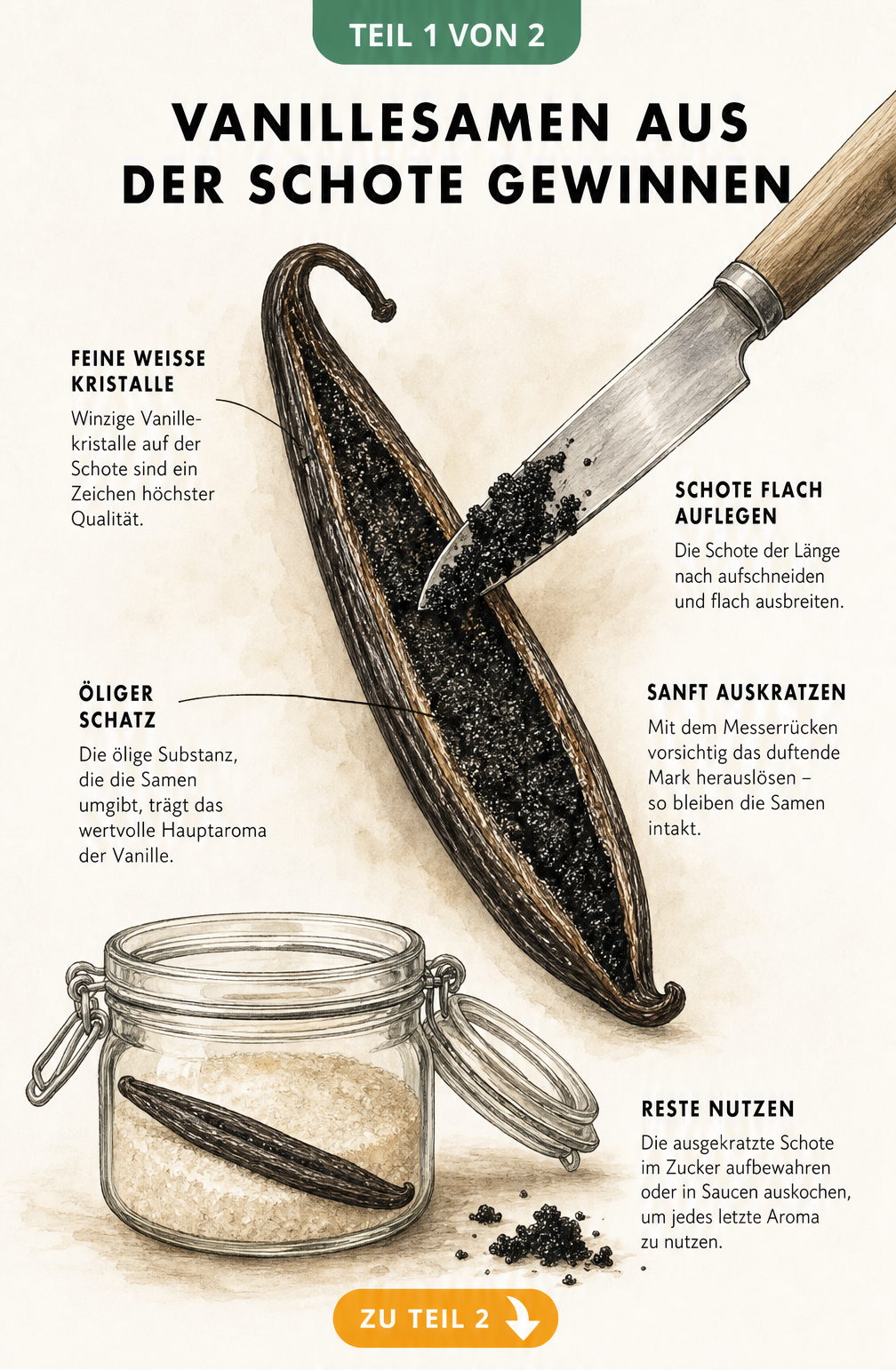 Illustration einer aufgeschnittenen Vanilleschote, aus der mit einem Messer das schwarze Vanillemark herausgekratzt wird.