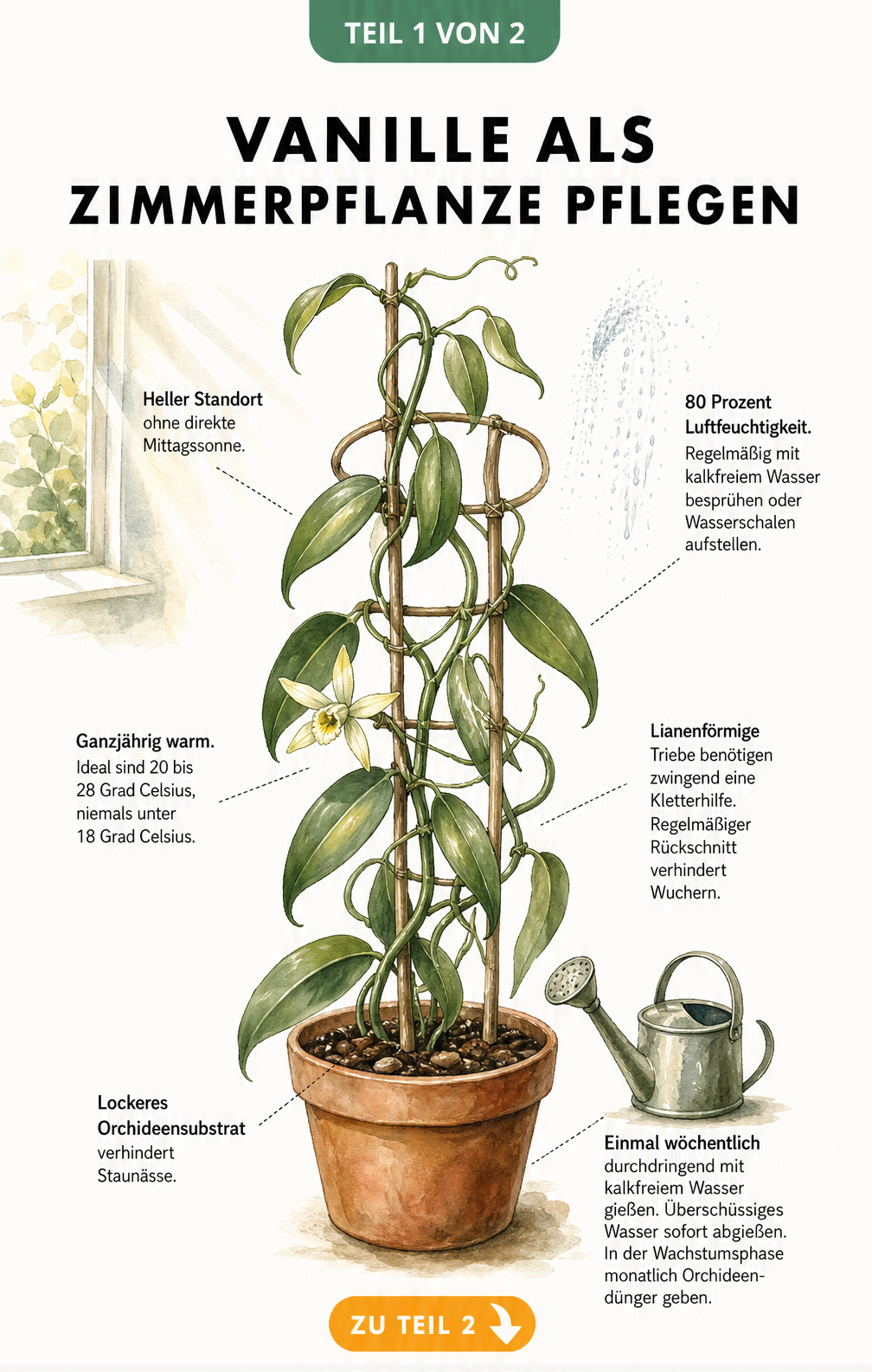 Botanische Illustration einer Vanillepflanze im Topf mit Rankgitter und Pflegehinweisen zu Standort, Temperatur, Gießen und Substrat.