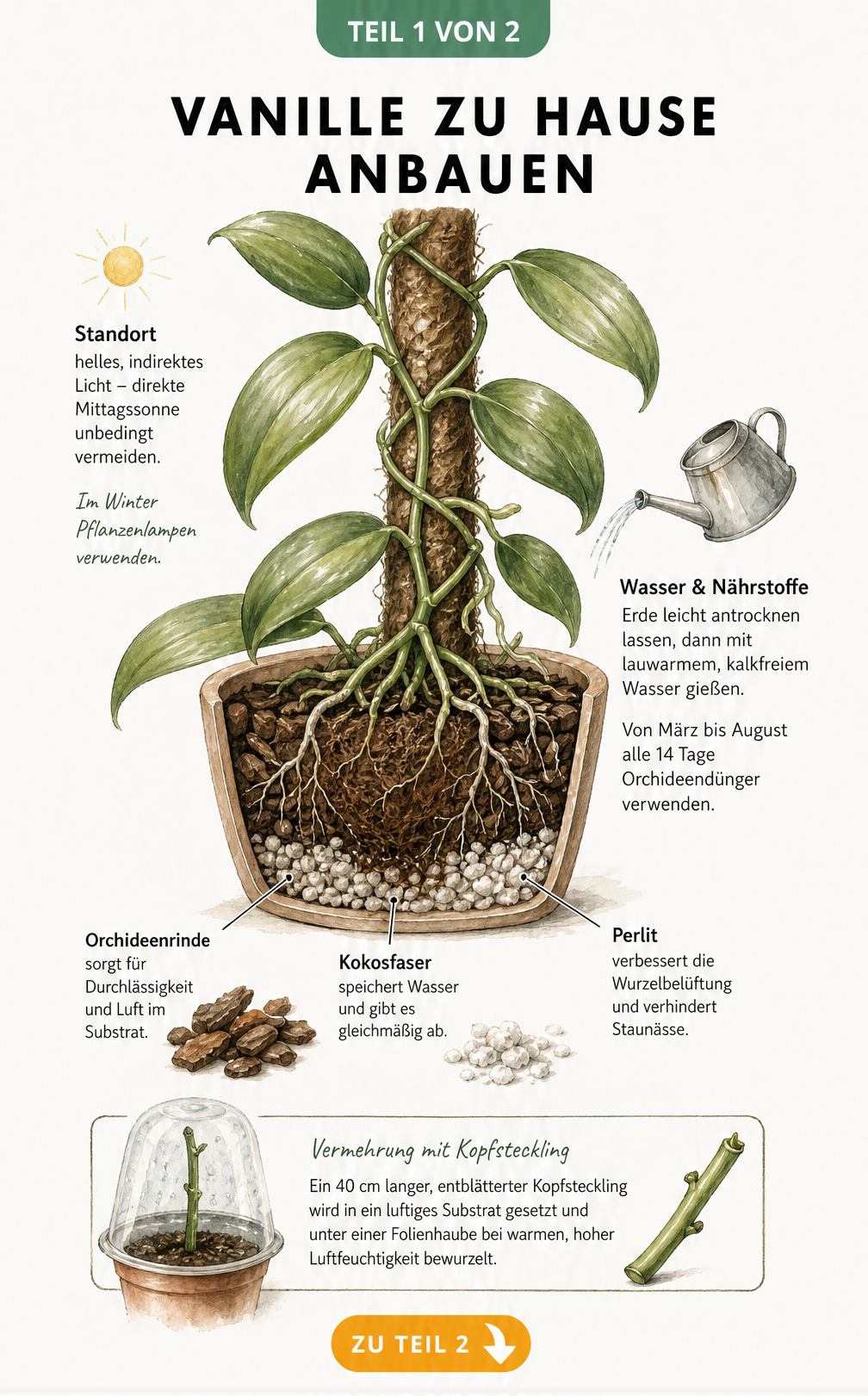 Botanische Illustration einer Vanillepflanze am Kokosfaserstamm mit Hinweisen zu Licht, Wasser, Dünger und Substrat