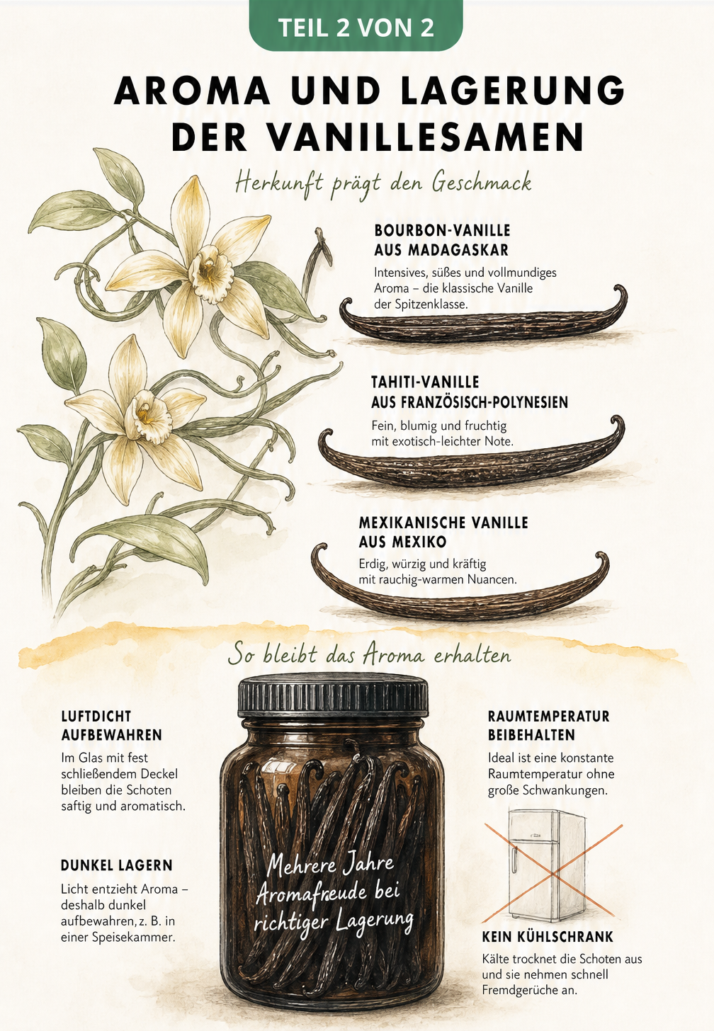 Aquarell-Illustration von Vanilleschoten in einem Apothekerglas zur Lagerung sowie drei Vanilleblüten mit Herkunftsregionen.