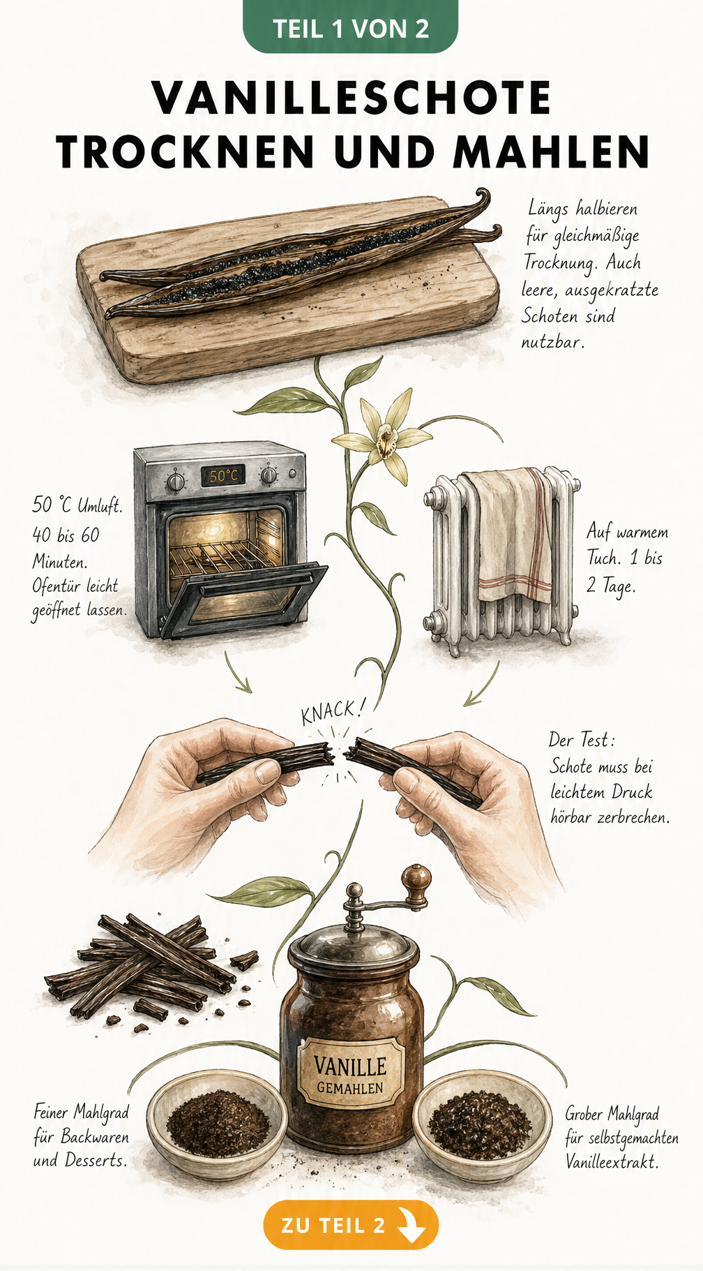 Illustration der Schritte zum Trocknen und Mahlen von Vanilleschoten im Backofen oder auf der Heizung