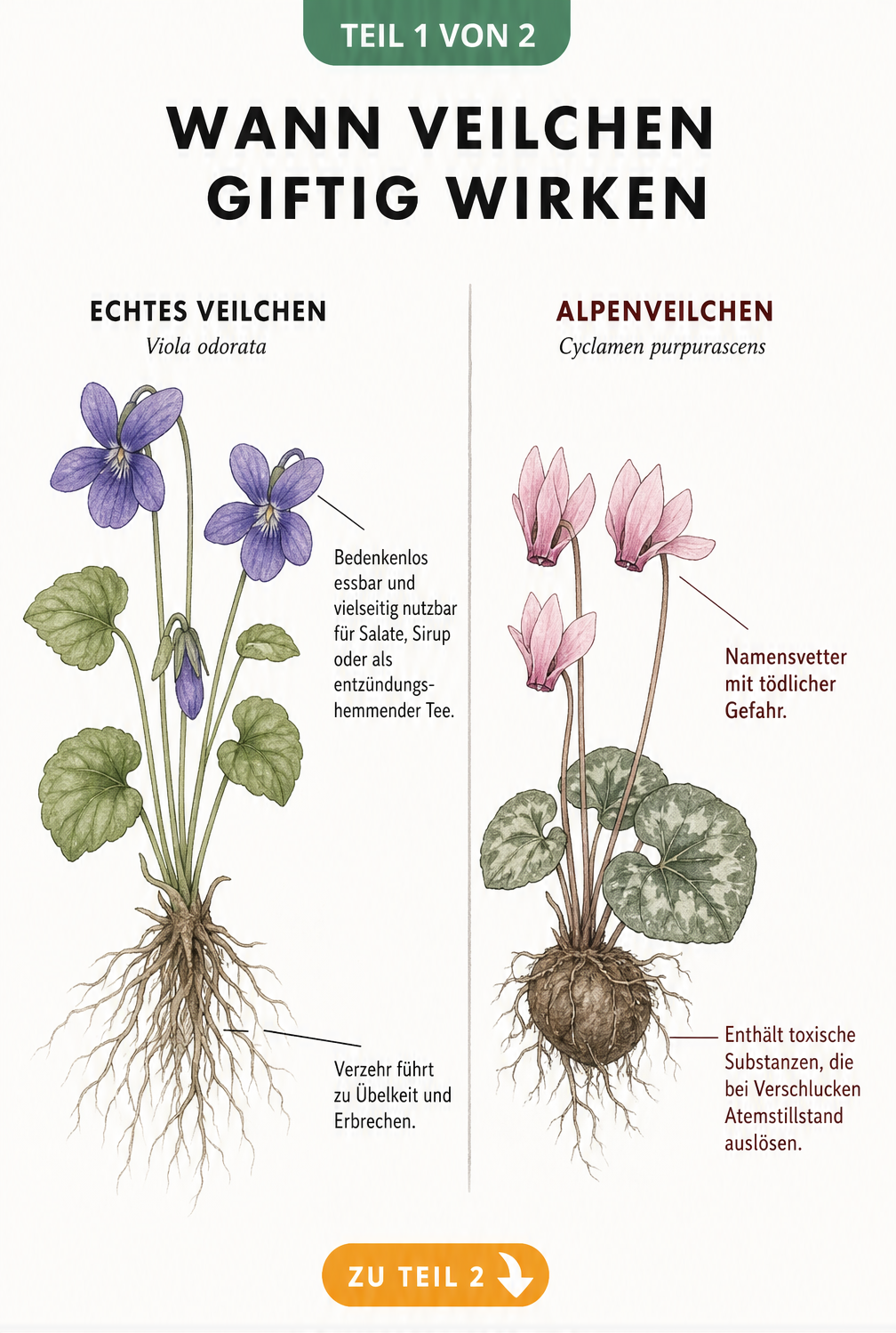 Botanische Illustration eines Echten Veilchens und eines Alpenveilchens mit Hinweisen zur Giftigkeit