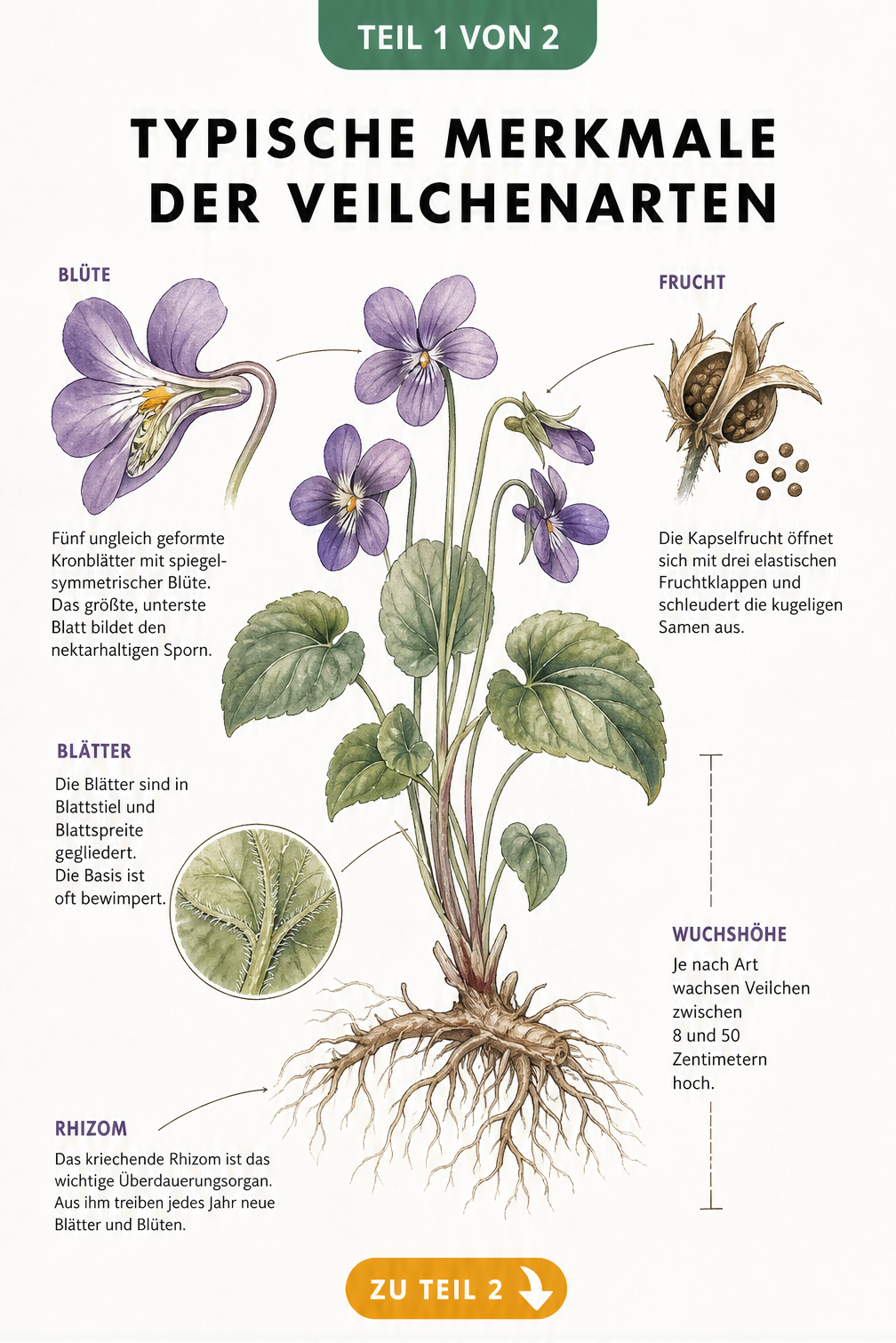 Botanische Illustration einer Veilchenpflanze mit Wurzeln, Blättern und Blüte im Detail