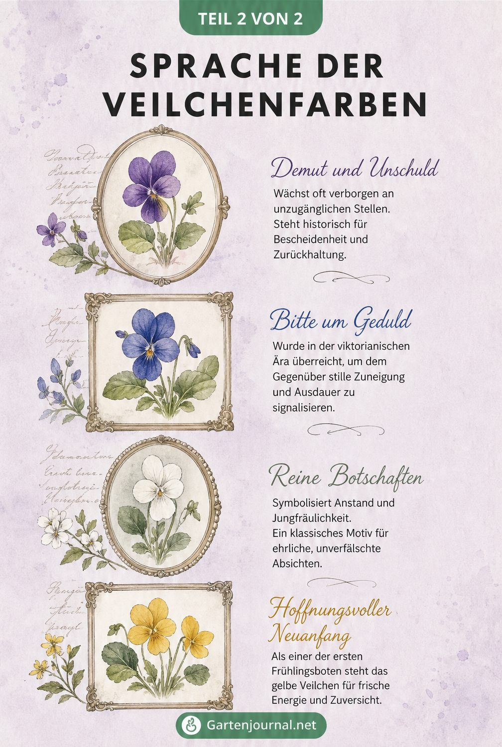 Vier kunstvolle Vignetten von Veilchen in Violett, Blau, Weiß und Gelb, die die historische und emotionale Bedeutung der jeweiligen Farbe erklären.