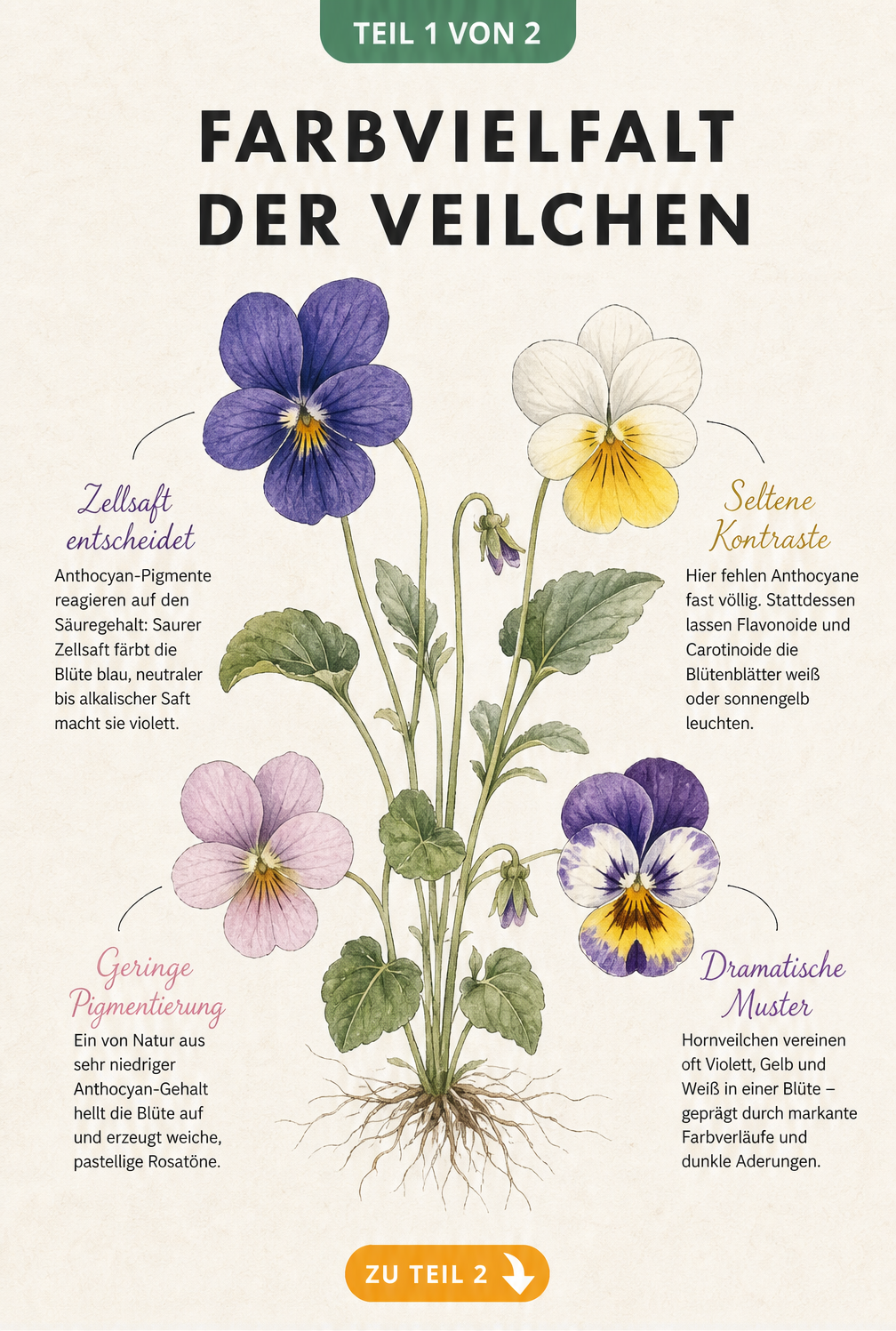 Botanische Illustration einer Veilchenpflanze mit vier Blüten in Blau-Violett, Weiß-Gelb, Rosa und mehrfarbig gestreift, die die Farbvielfalt und Pigmentierung...