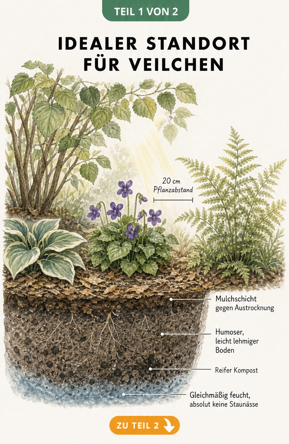 Querschnitt eines Gartenbeets am Gehölzrand mit Veilchen, Farn und Funkie, zeigt Pflanzabstand und Bodenaufbau mit Mulchschicht, humosem Boden und Kompost.
