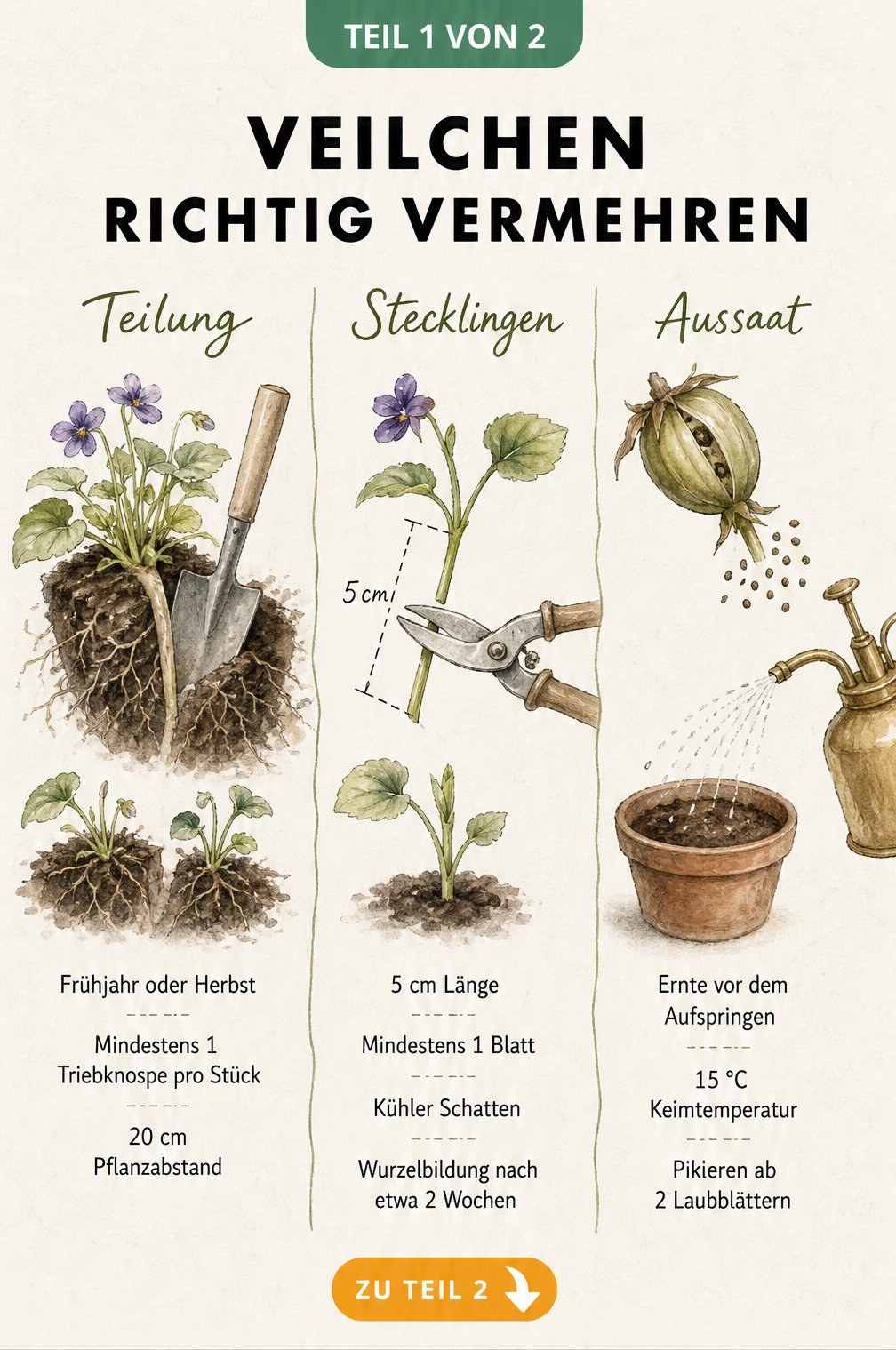 Illustration der drei Methoden zur Vermehrung von Veilchen: Teilung, Stecklinge und Aussaat