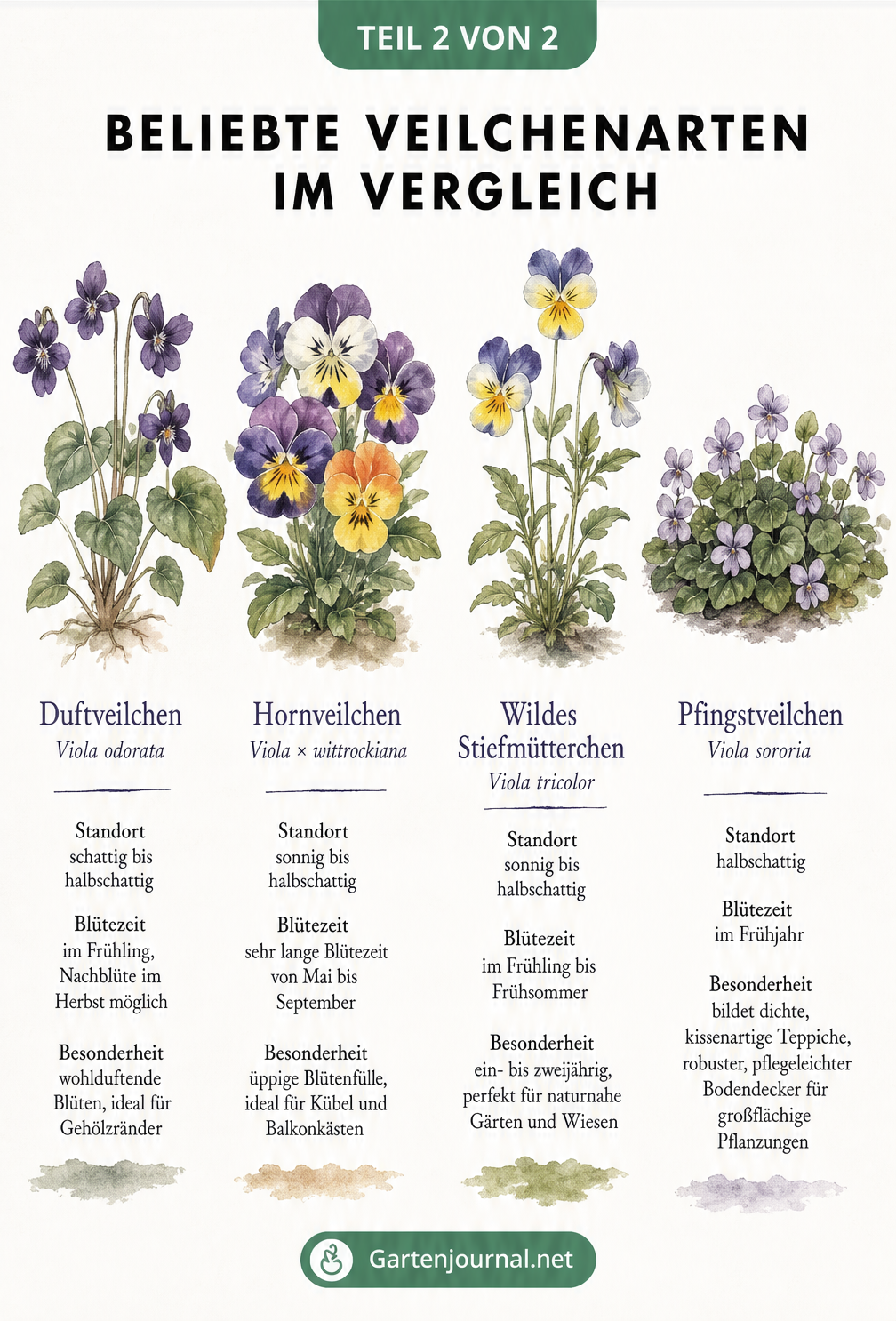 Aquarell-Illustration von vier Veilchenarten: Duftveilchen, Hornveilchen, Wildes Stiefmütterchen und Pfingstveilchen