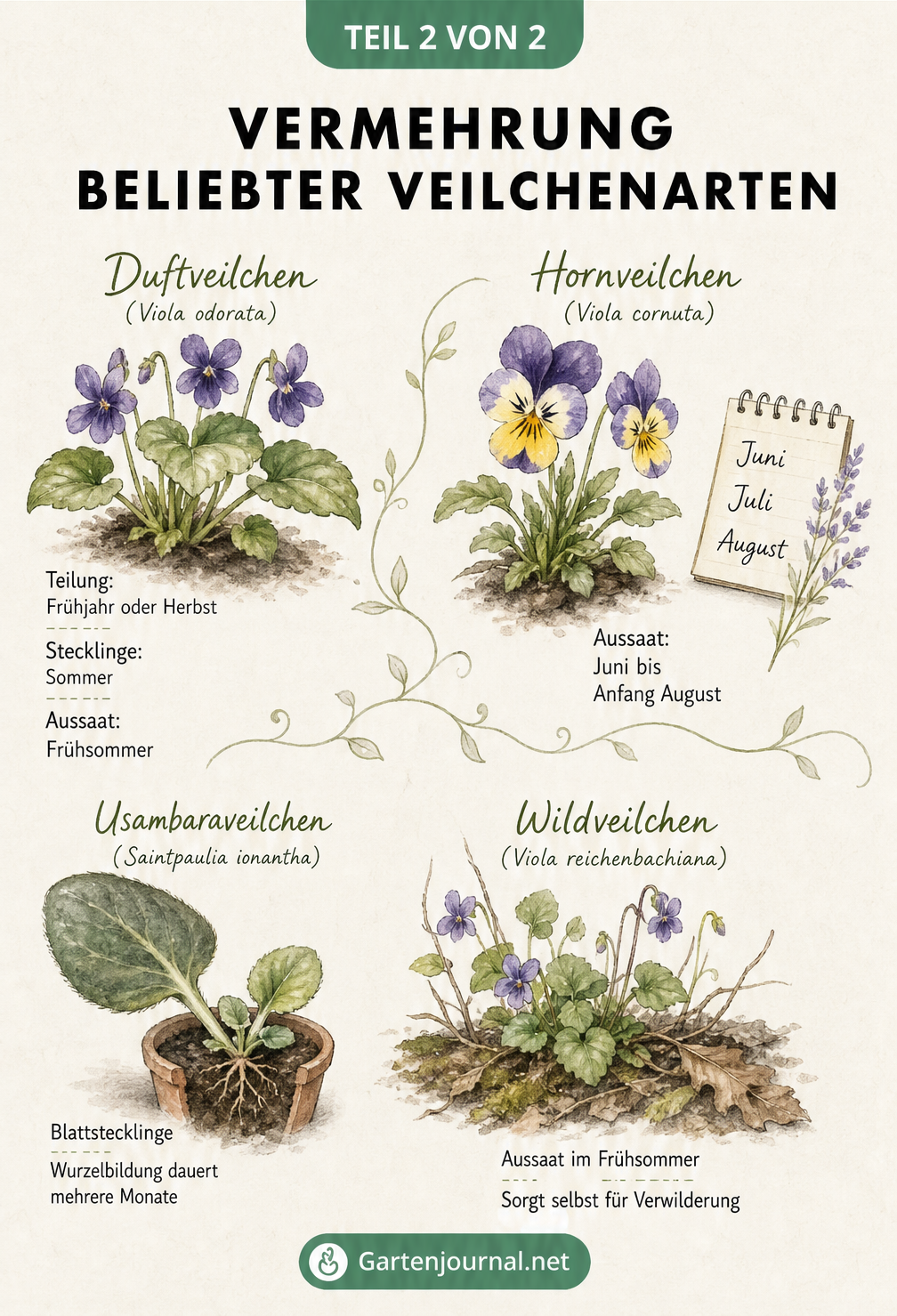Botanische Illustration von Duftveilchen, Hornveilchen, Usambaraveilchen und Wildveilchen mit Vermehrungstipps