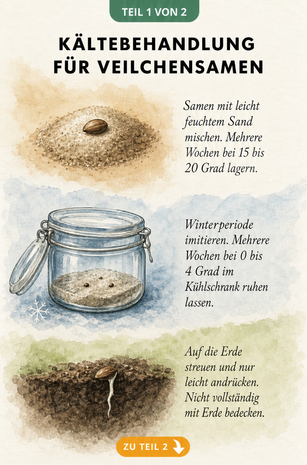 Illustration zur Kältebehandlung von Veilchensamen mit Sandmischung, Kühlschrank-Ruhe und Aussaat auf Erde