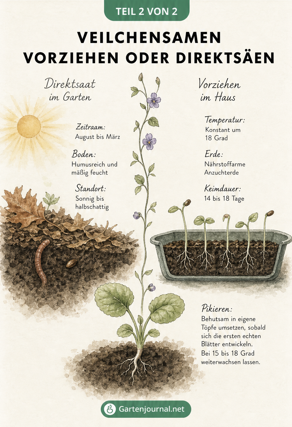 Vergleich von Direktsaat im Garten und Vorziehen im Haus für Veilchensamen mit Angaben zu Zeitraum, Boden und Temperatur