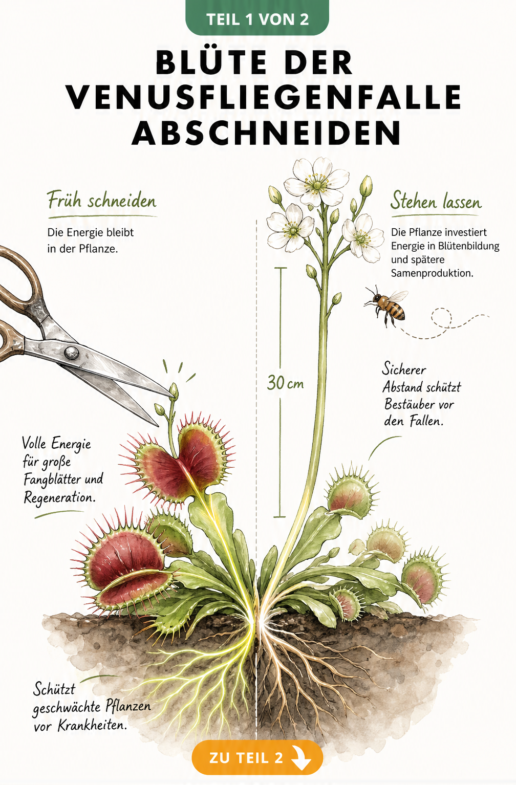 Illustration einer Venusfliegenfalle, die die Energieverteilung beim Abschneiden oder Stehenlassen der Blüte zeigt