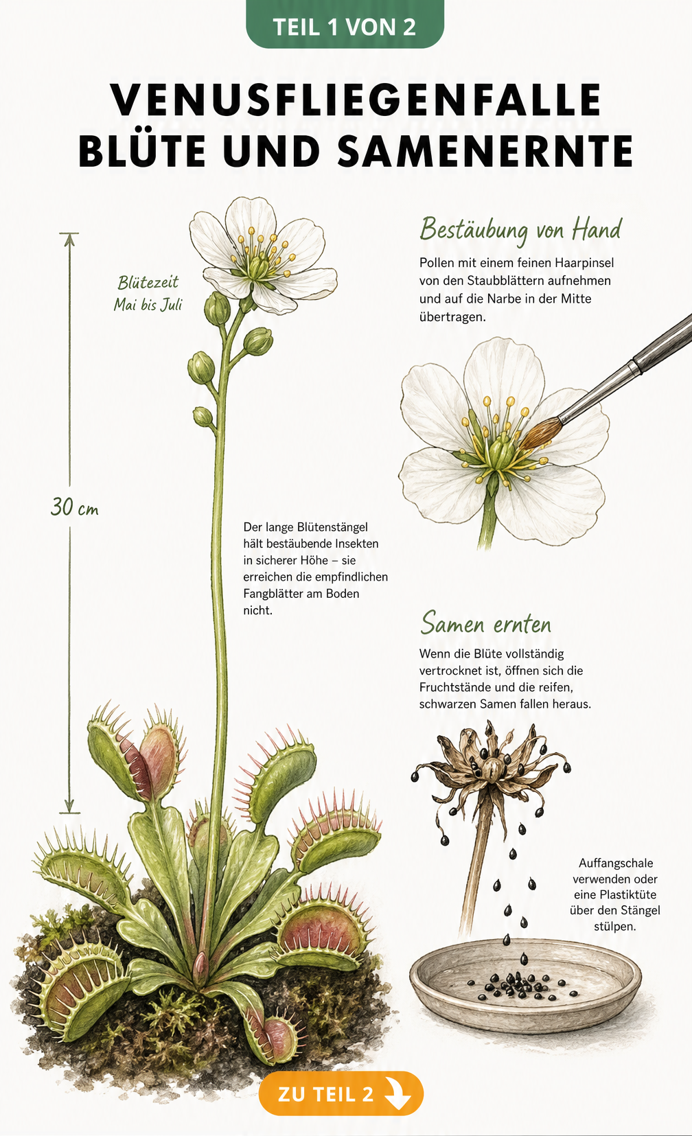 Botanische Illustration der Venusfliegenfalle mit langem Blütenstängel, manueller Bestäubung mit Pinsel und Samenernte in einer Schale