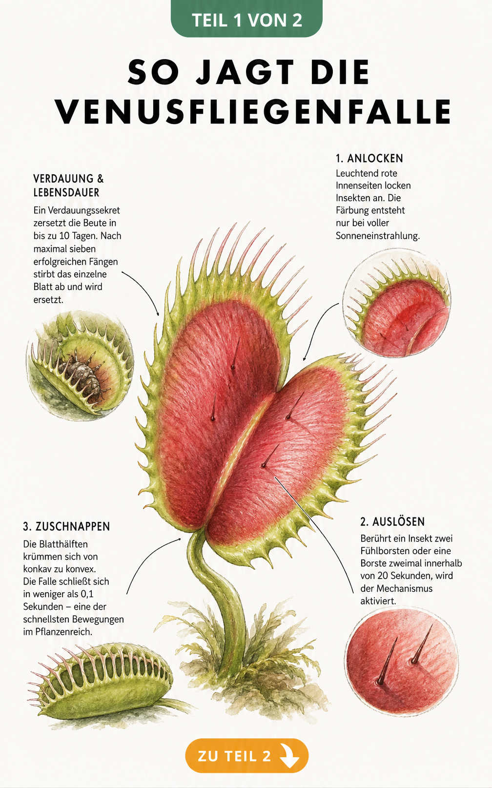 Botanische Illustration eines geöffneten Fangblattes der Venusfliegenfalle mit Detailzeichnungen zum Beutefang