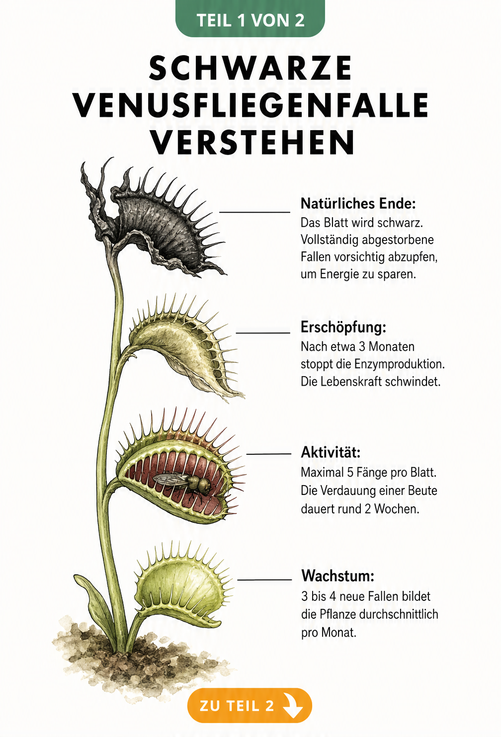 Botanische Illustration des Lebenszyklus einer Venusfliegenfalle mit vier Fangblättern von grün bis schwarz