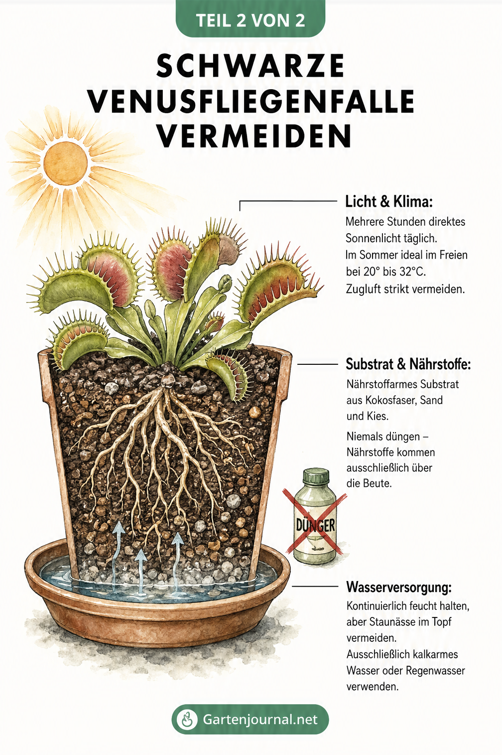 Querschnitt einer Venusfliegenfalle im Topf mit Untersetzer, der Licht, Substrat und Wasserbedarf zeigt