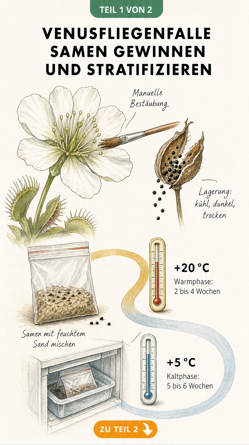 Botanische Illustration der Venusfliegenfalle-Blüte mit manueller Bestäubung und Zeitstrahl zur Stratifikation der Samen