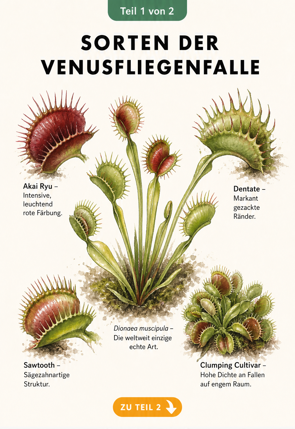 Botanische Illustration der Venusfliegenfalle Dionaea muscipula mit vier Detailzeichnungen der Sorten Akai Ryu, Dentate, Sawtooth und Clumping Cultivar