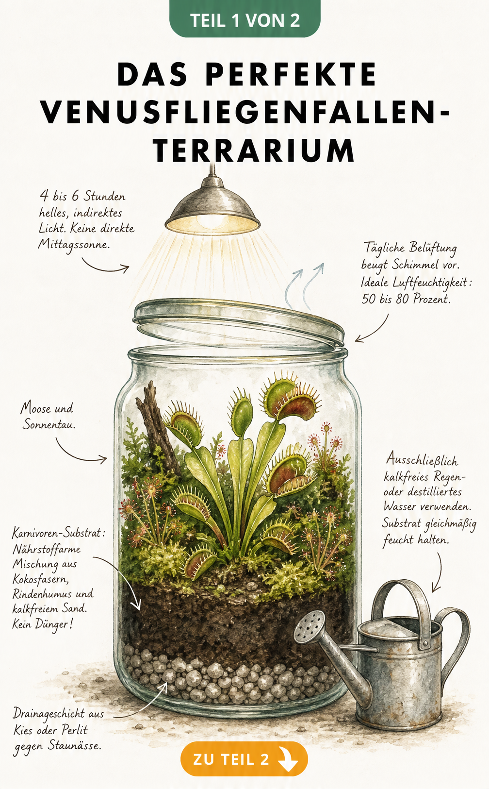 Querschnitt eines bepflanzten Venusfliegenfallen-Terrariums mit Drainageschicht, Karnivoren-Substrat und Hinweisen zu Licht und Wasser