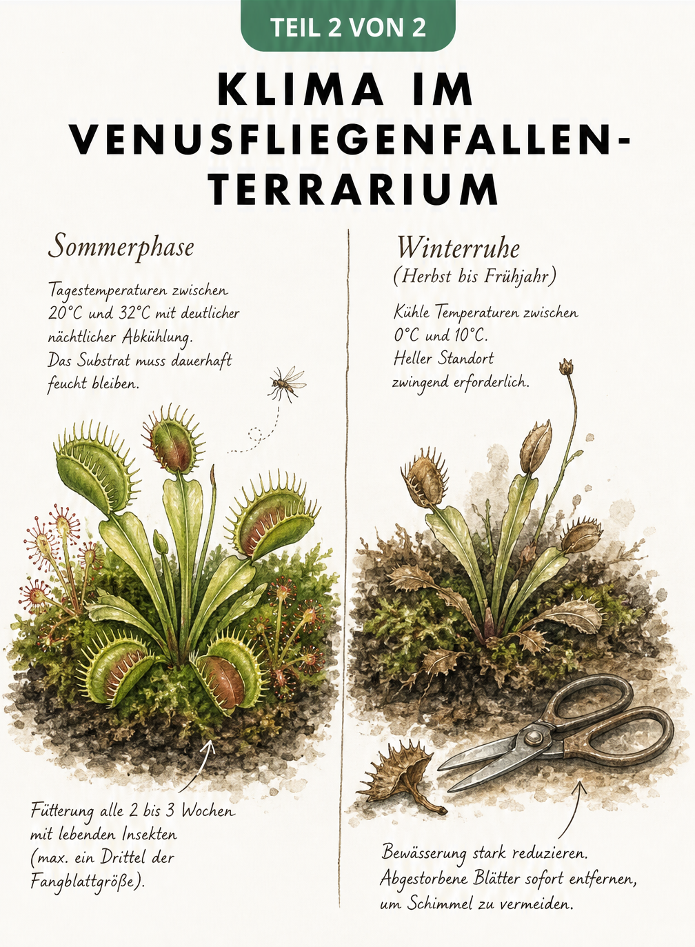 Zweigeteilte Illustration der Venusfliegenfalle im Sommer mit Fütterung und im Winter während der Ruhephase mit Rückschnitt