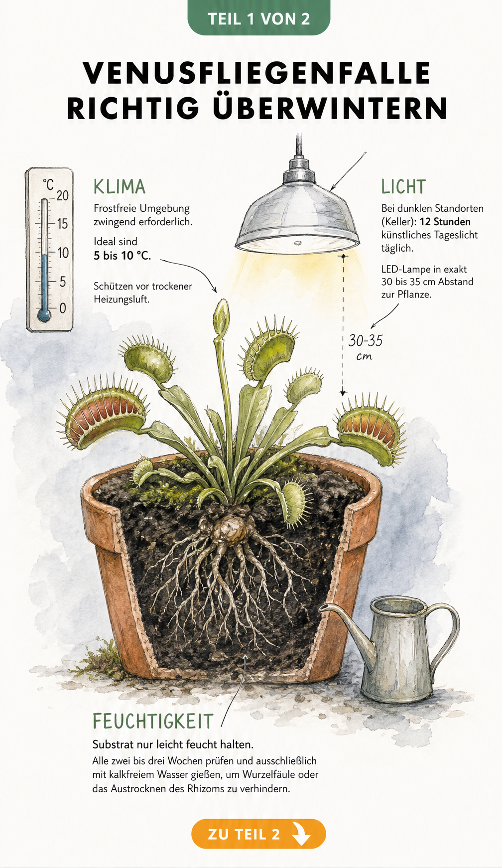 Botanische Illustration einer Venusfliegenfalle im Tontopf mit Hinweisen zu Temperatur, Licht und Feuchtigkeit für die Winterruhe