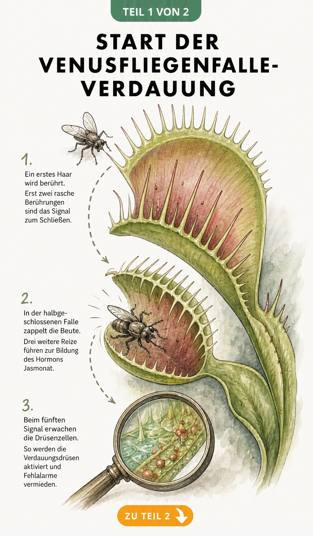 Botanische Skizze der Venusfliegenfalle, die den Weg eines Insekts in die Falle und die fünf Phasen der Reizung zur Aktivierung der Verdauung zeigt.