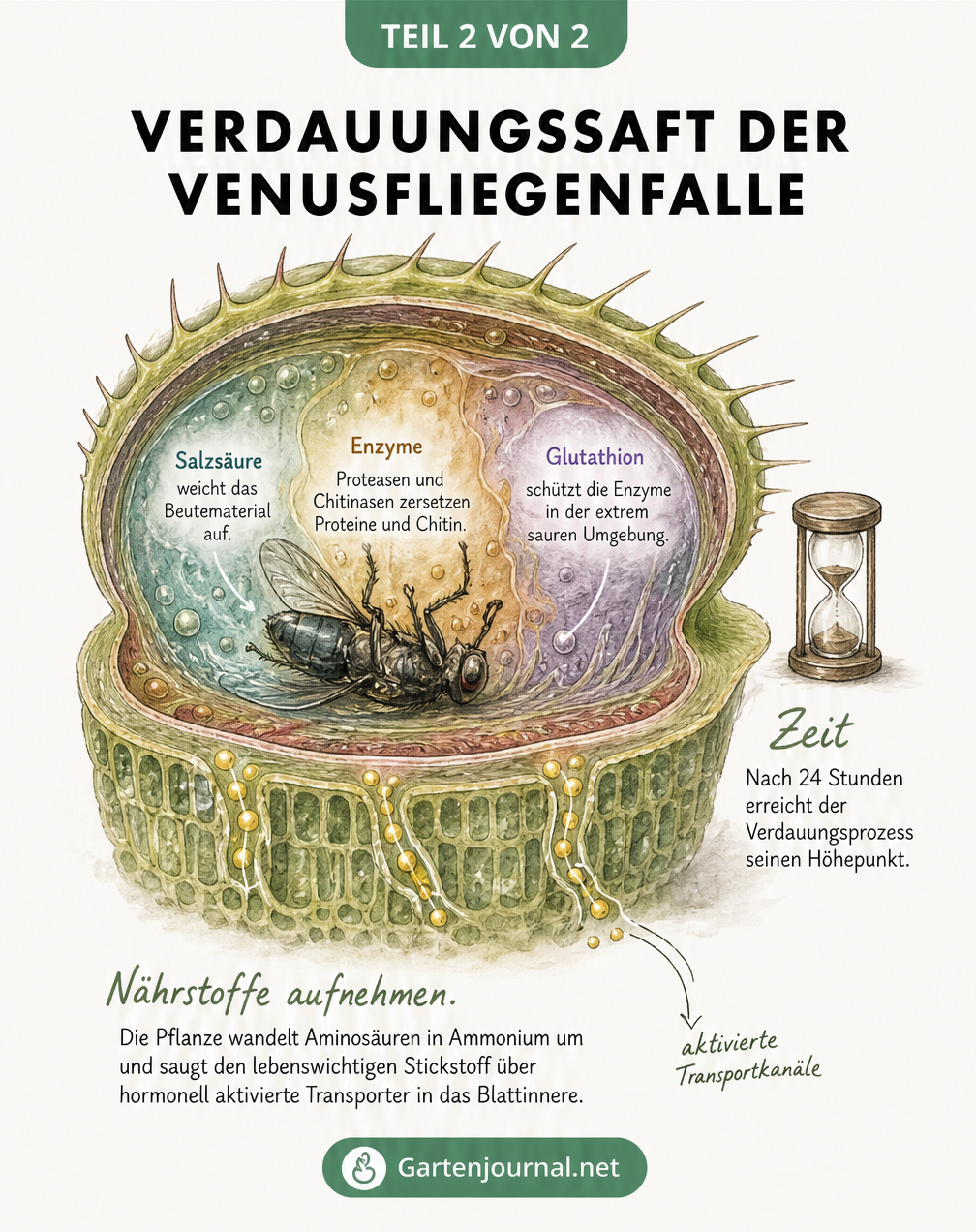 Querschnitt einer geschlossenen Venusfliegenfalle, der die Verdauungssäfte mit Salzsäure, Enzymen und Glutathion sowie die Nährstoffaufnahme zeigt.