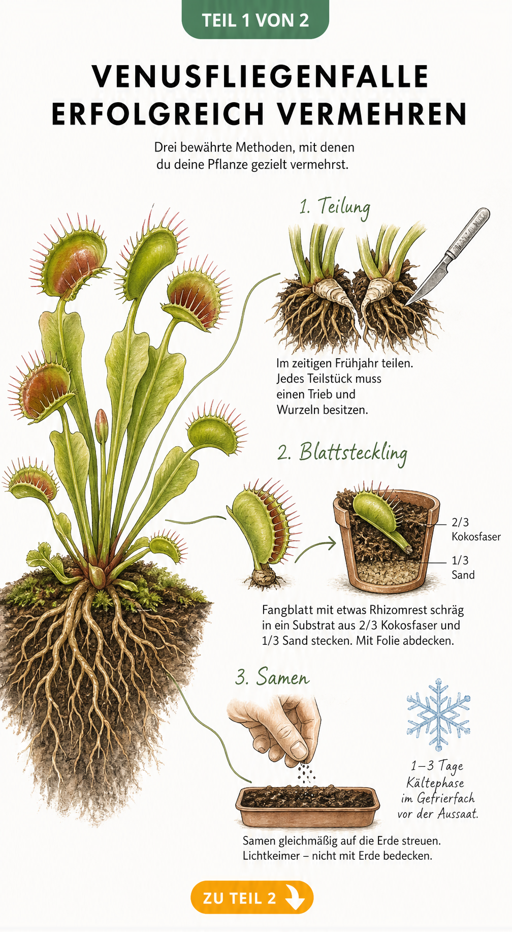 Botanische Illustration einer Venusfliegenfalle mit drei Ästen, die die Vermehrung durch Teilung, Blattstecklinge und Samen zeigen