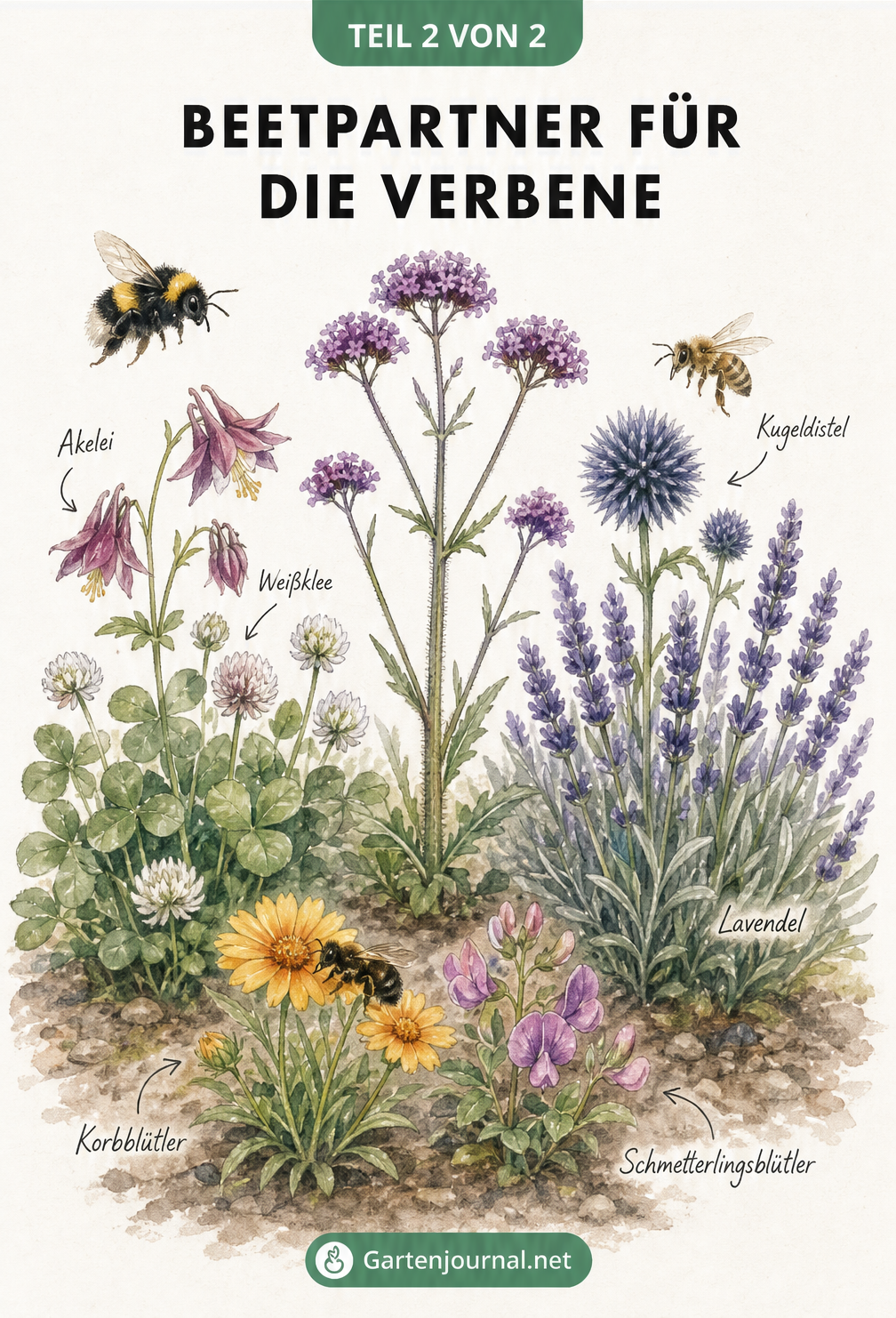 Aquarellierte Beet-Szenerie mit Argentinischer Verbene, Akelei, Weißklee, Lavendel und Kugeldistel sowie verschiedenen Bienenarten