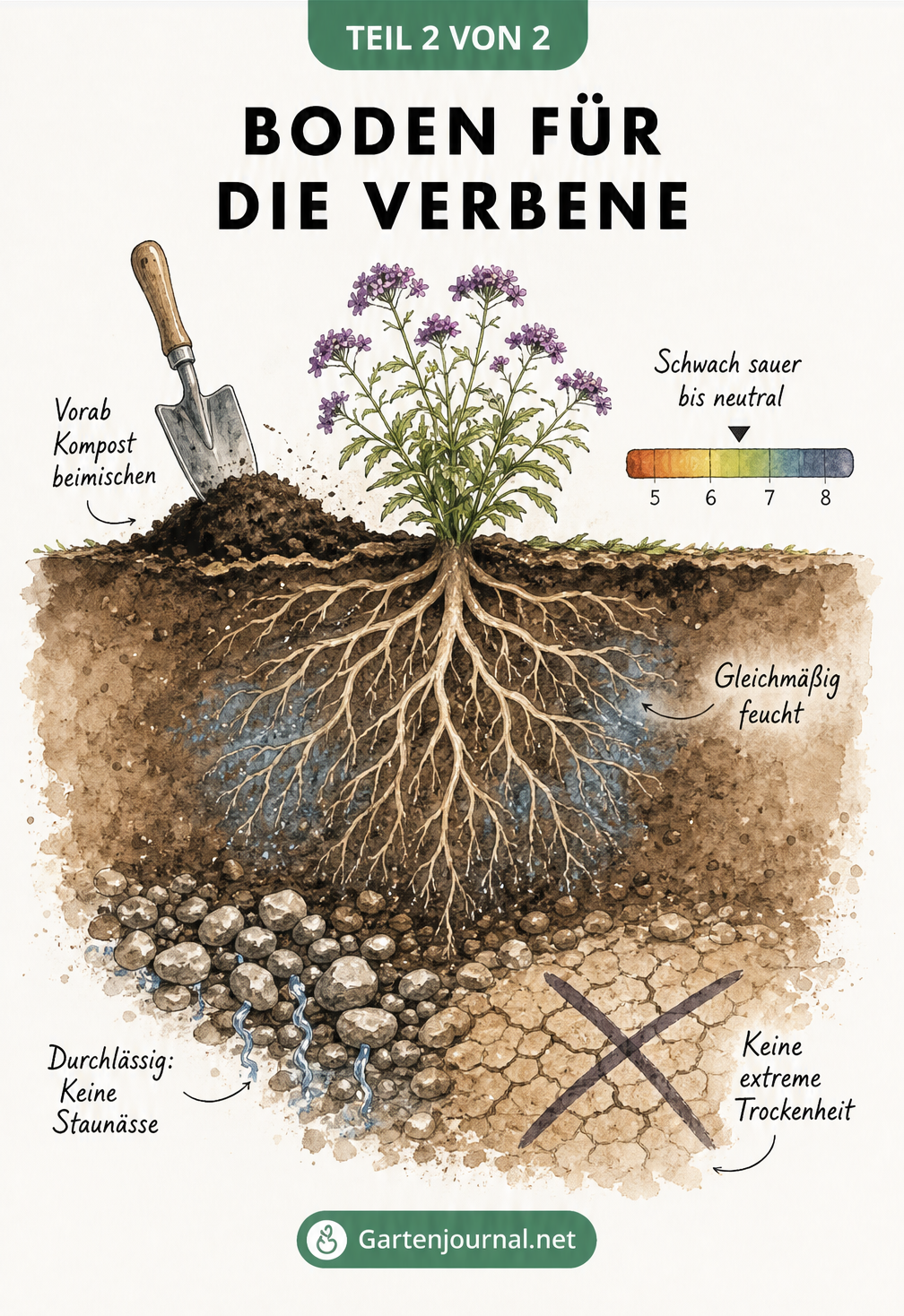 Querschnitt durch das Erdreich mit Verbenen-Wurzeln, der die idealen Bodenbedingungen wie Feuchtigkeit, pH-Wert und Durchlässigkeit zeigt.