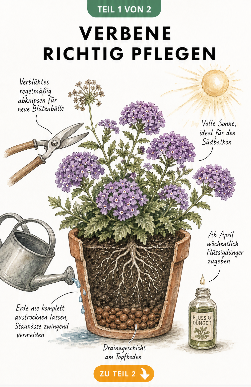 Botanische Illustration einer blühenden Verbene im Terrakottatopf mit Pflegehinweisen zu Sonne, Gießen und Düngen