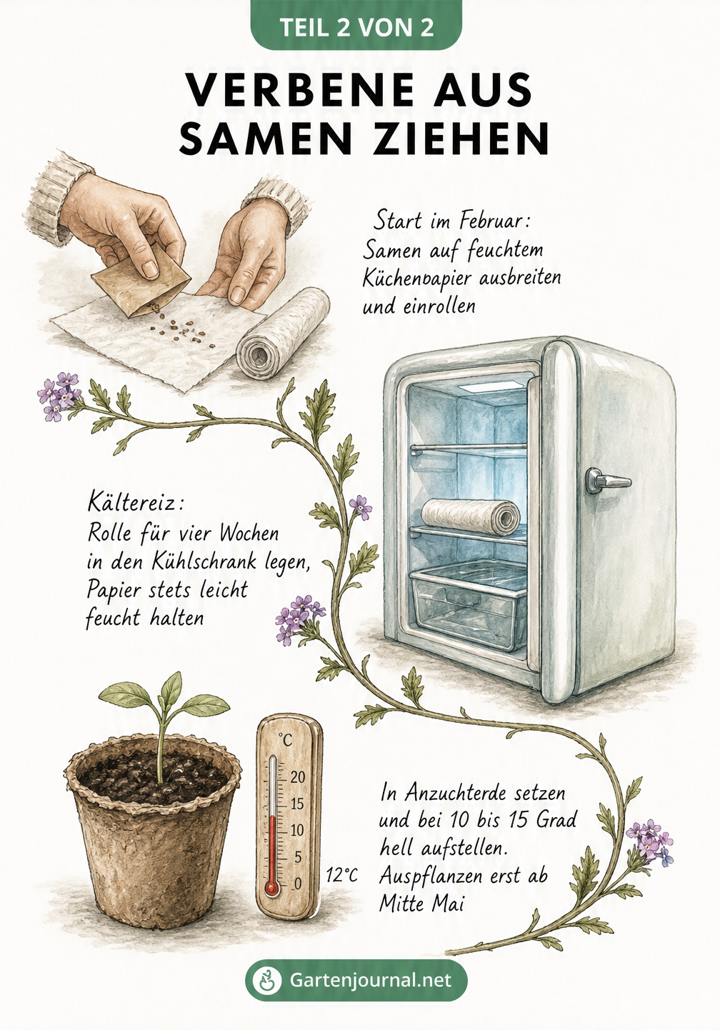 Illustration des Keimprozesses von Verbenen-Samen vom Küchenpapier über den Kühlschrank bis zum Keimling