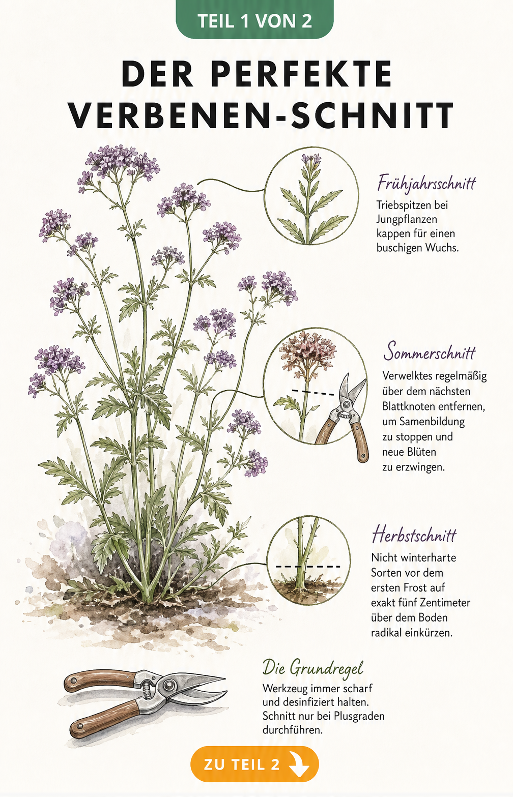 Botanische Illustration einer Verbene mit Markierungen für den Frühjahrs-, Sommer- und Herbstschnitt
