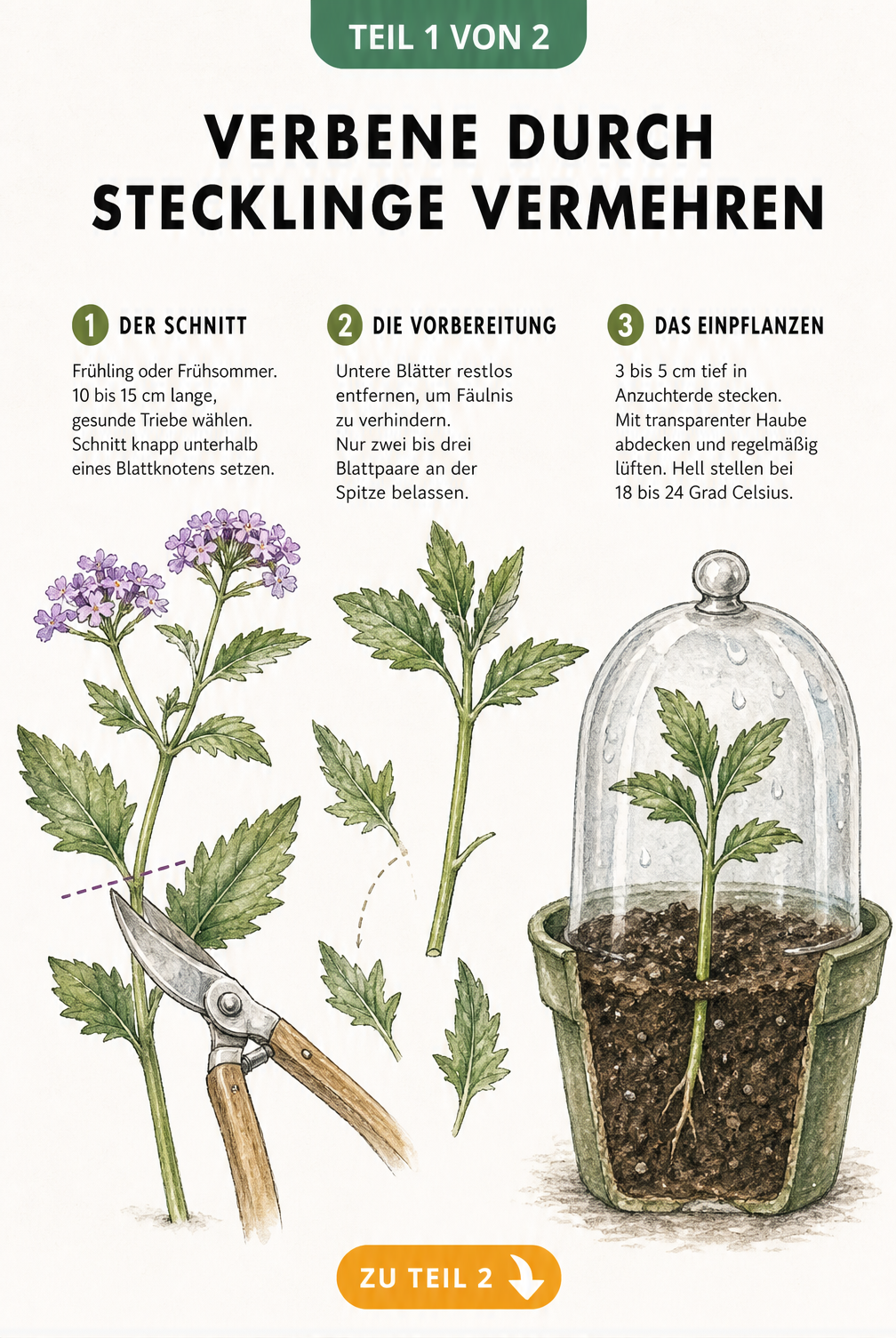 Botanische Illustration zur Vermehrung von Verbenen durch Stecklinge in drei Schritten: Schnitt, Vorbereitung und Einpflanzen
