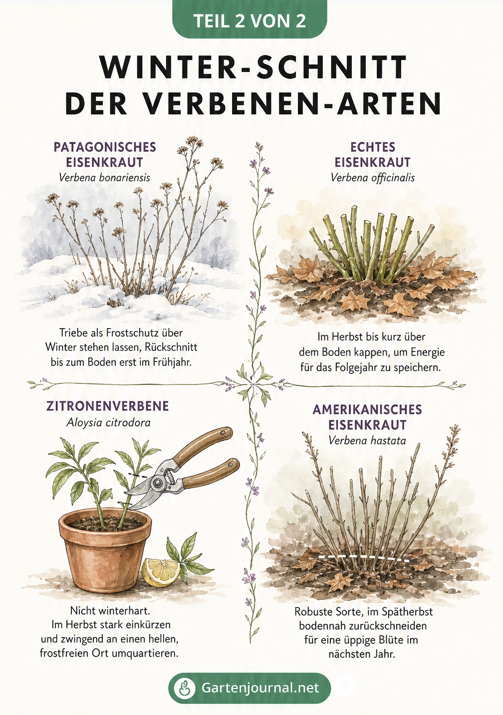 Illustration von vier Verbenen-Arten mit Anleitungen zum jeweiligen Winterschnitt