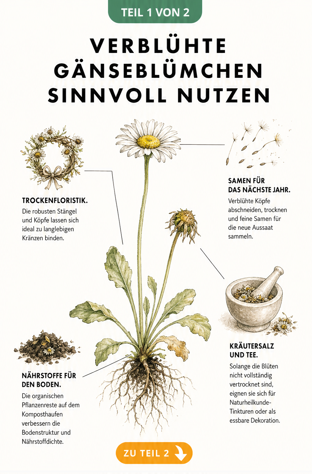 Botanische Illustration eines verblühten Gänseblümchens mit Tipps zur Nutzung von Samen, Blüten und Stängeln