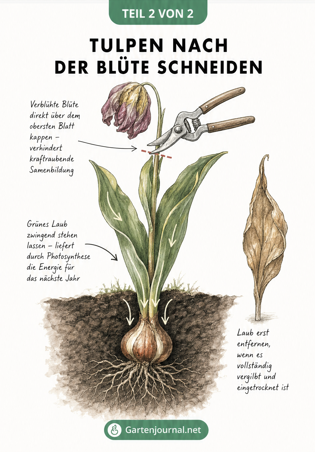 Querschnitt einer Tulpenpflanze im Beet mit Anleitung zum Abschneiden der verblühten Blüte und Erhalt des Laubs
