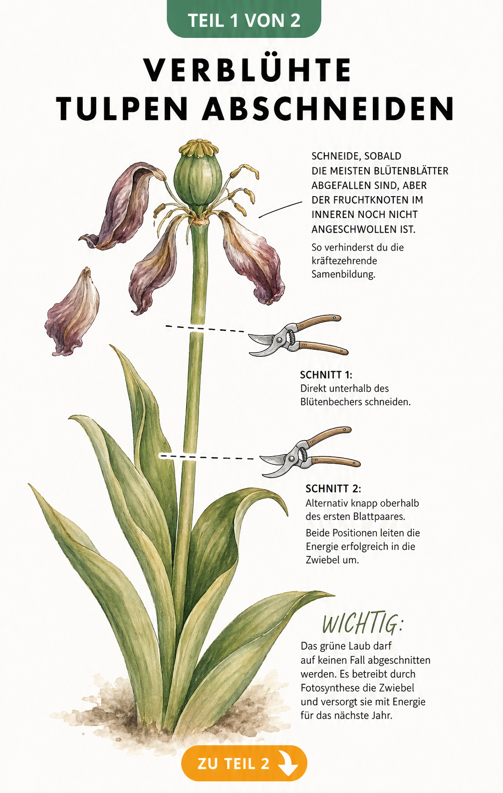 Botanische Illustration einer verblühten Tulpe mit Markierungen für den richtigen Schnitt am Stängel