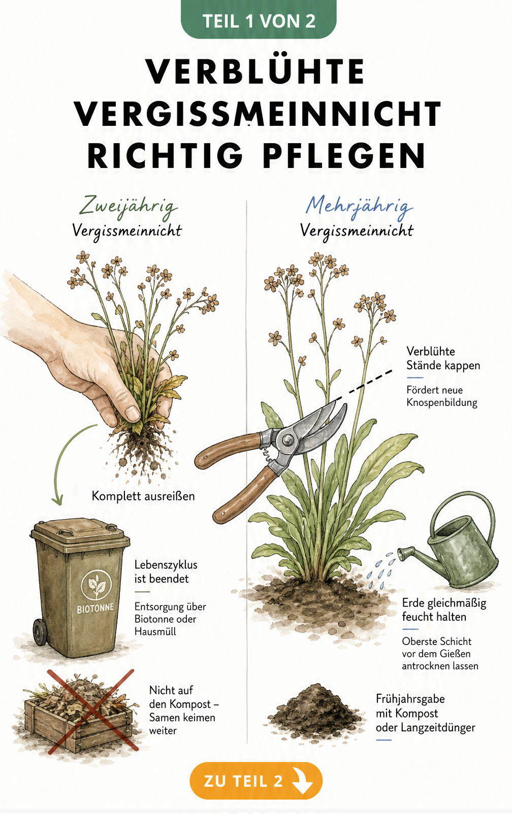 Illustration zur Pflege verblühter Vergissmeinnicht: Zweijährige Pflanzen ausreißen und entsorgen, mehrjährige Stauden zurückschneiden und gießen.