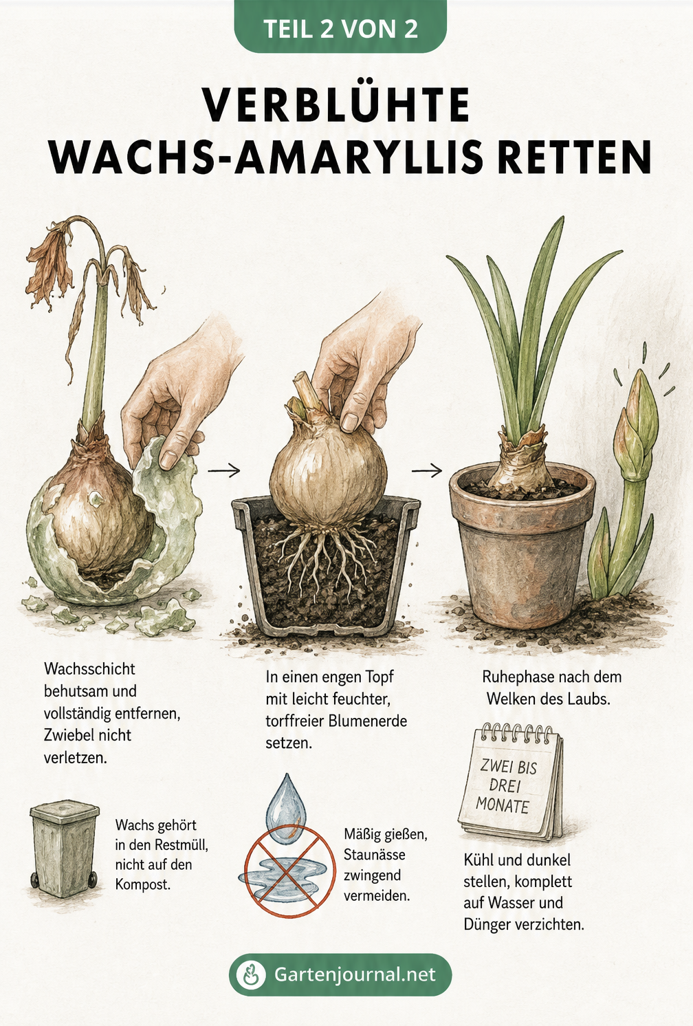 Illustration der Schritte zur Rettung einer verblühten Wachs-Amaryllis: Wachs entfernen, einpflanzen und Ruhephase